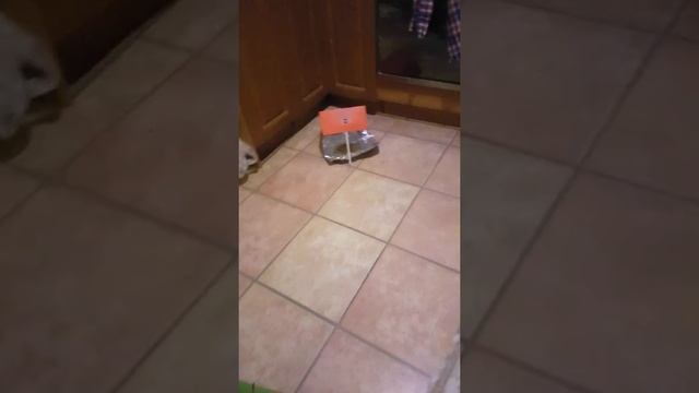 Как споймать хомяка? смотреть онлайн