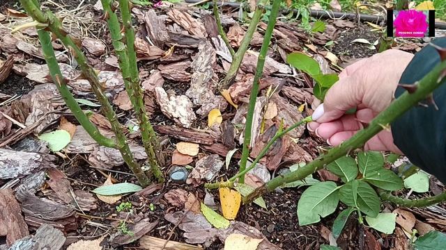 ОКТЯБРЬ. РОЗЫ ЕЩЁ ЦВЕТУТ! НО ПОРА ГОТОВИТЬСЯ К ЗИМЕ
