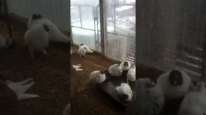 Иранские голуби г.Тернополь