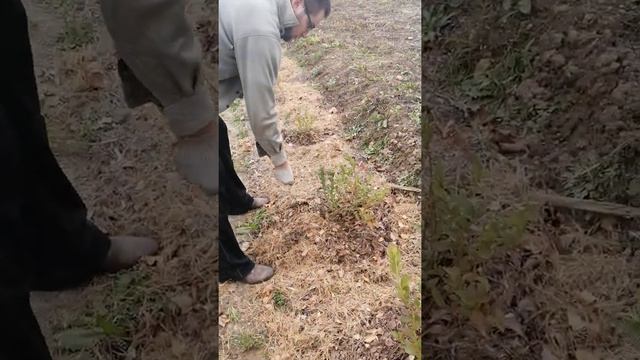 Голубика и подкисление серой. смотреть онлайн