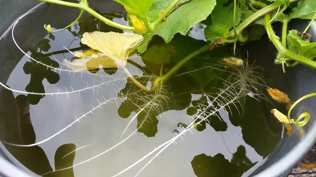 Hybrid Cantaloupe - Hydroponic Roots on Vines of Soil-Based Cantaloupe Plant