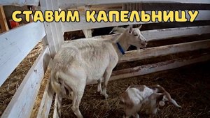 Коза ни ест и ни пьет. Ставим на ноги. Делаем капельницы и уколы.