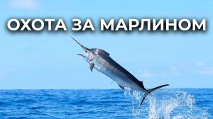 Пошла охота на марлина | Рыбалка на острове Маврикий