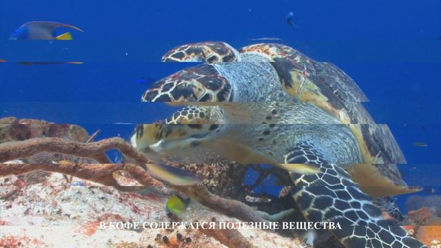 КОФЕ ЗАЩИЩАЕТ ПЕЧЕНЬ, ВЫВОДИТ ТОКСИНЫ ИЗ ОРГАНИЗМА И СПОСОБСТВУЕТ СНИЖЕНИЮ ВЕСА. ЗДОРОВАЯ ЖИЗНЬ.