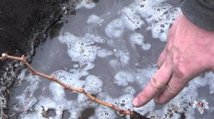 Посадка саженцев винограда