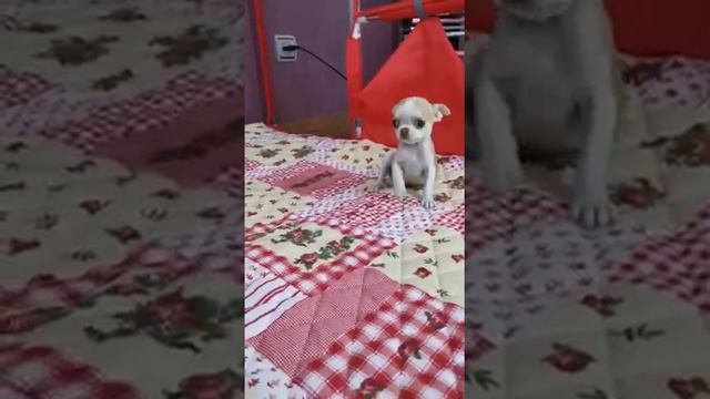 чихуахуа щенки продажа питомник Москва купить смотреть онлайн