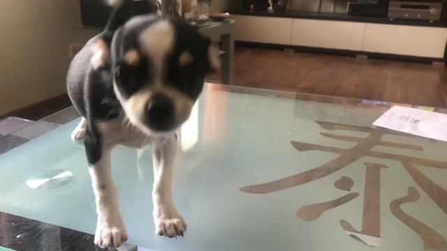 Девица чихуахуа, 4 мес, облюбовала журнальный столик, даже взрослые чихи себе такого не позволяют смотреть онлайн