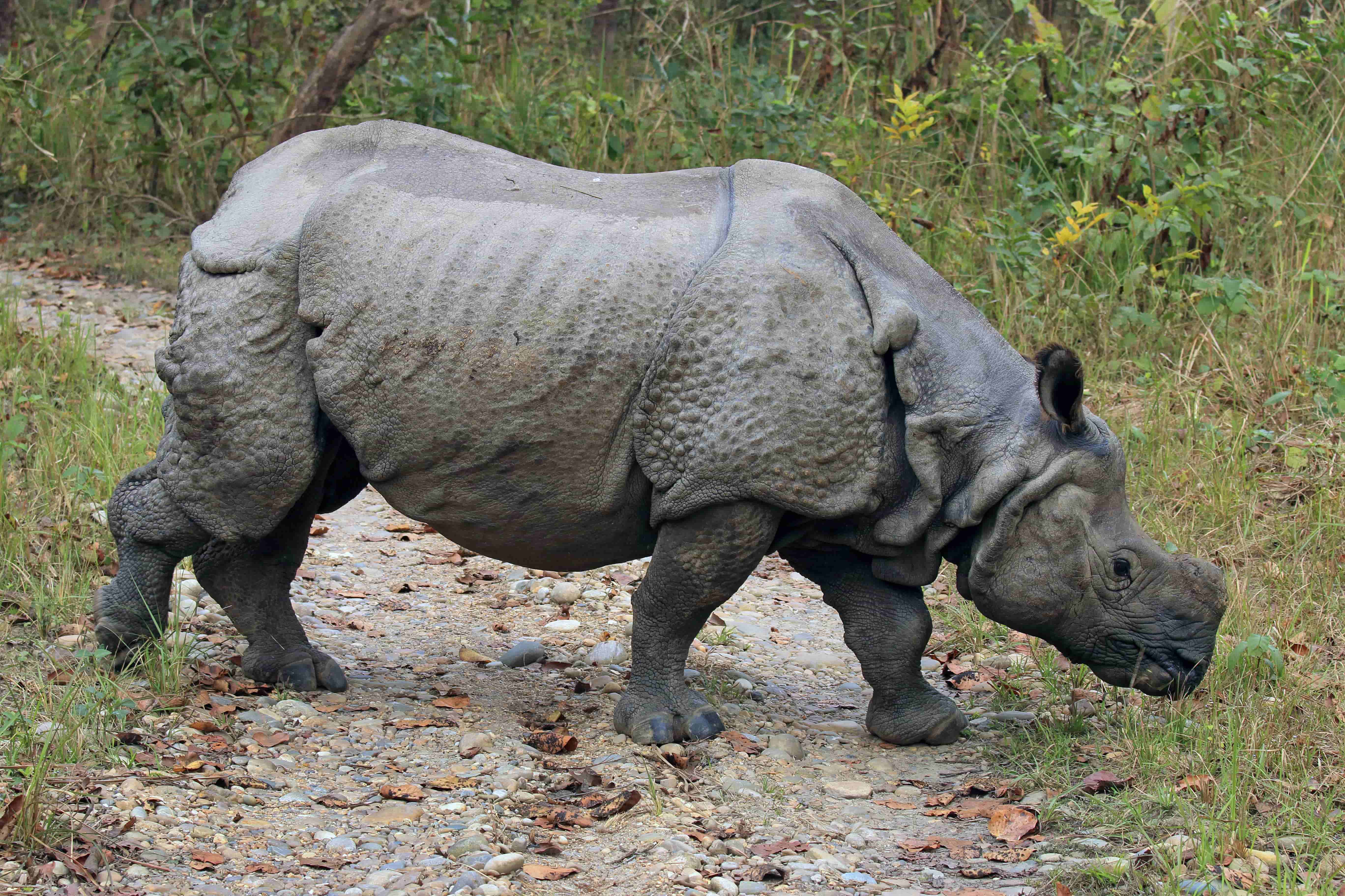 Носорог устроил забег по улицам индийского города