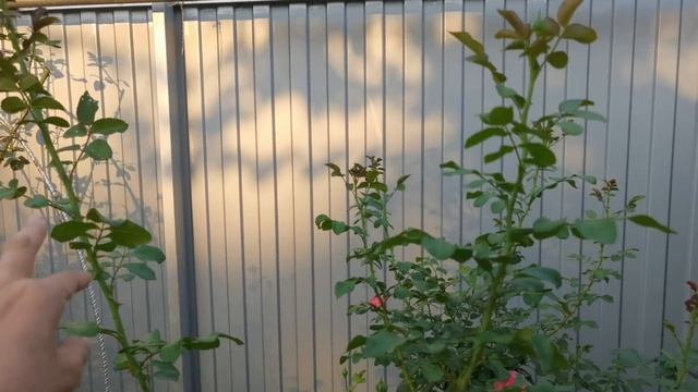 09.08.21. Список моих роз, классификация роз и их обрезка. Прогулка по саду, цветет вербена и шалфе смотреть онлайн