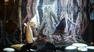 Аквариум  с астронотусами