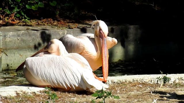 Great White Pelican Flock | Beautiful Water Bird | Pelecanus onocrotalus | Bird Life смотреть онлайн