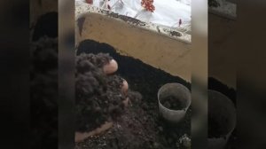 как быстро и просто омолодить и размножить королевскую бегонию