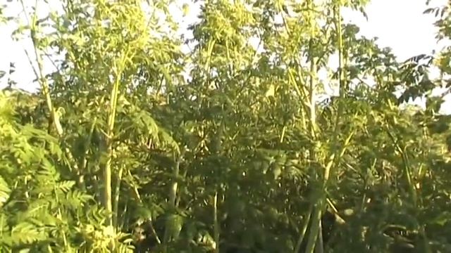 Купальский сбор  Болиголов пятнистый