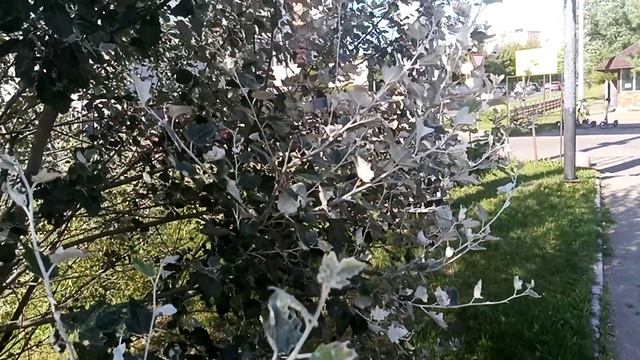 Белый или серебристый тополь. Интересные факты