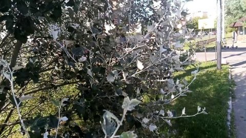 Белый или серебристый тополь. Интересные факты