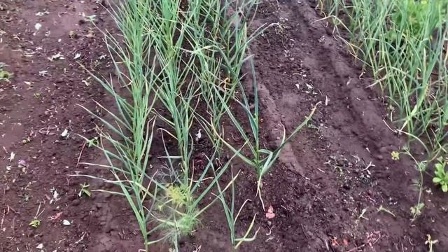 Навожу порядок на даче смотреть онлайн