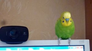 КАК ПОПУГАЙ РЕАГИРУЕТ НА МУЗЫКУ//ПЕСНЯ ДЛЯ ПОПУГАЯ//ВЕСЕЛЫЙ ПОПУГАЙ