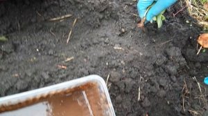 Осенние работы с клубникой. Уход за клубникой осенью.   Воздушка, выкинуть или оставить?