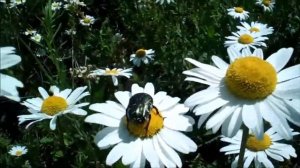 Ромашка Белая - матушка Валентина Корниенко