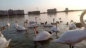 Бесплатные развлечения для детей и взрослых в Евпатории. Лебединое озеро.