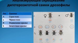Урок по биологии X класс "СЦЕПЛЕННОЕ НАСЛЕДОВАНИЕ  ХРОМОСОМНАЯ ТЕОРИЯ НАСЛЕДСТВЕННОСТИ"