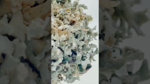 Дерево из цетрарии с двумя кронами