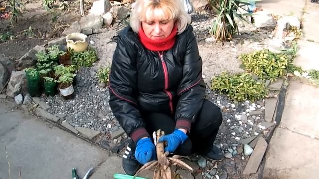 3 СПОСОБА ПОДГОТОВКИ ГЕОРГИН К ЗИМОВКЕ!!! ДЕЛЕНИЕ КЛУБНЕЙ ГЕОРГИН, УСЛОВИЯ ХРАНЕНИЯ ГЕОРГИН ЗИМОЙ