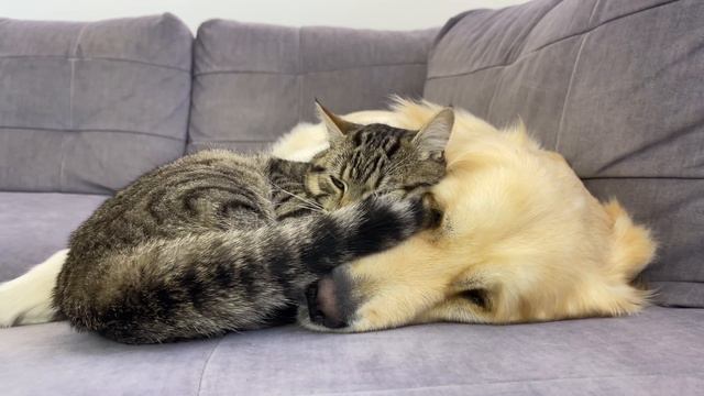 Amazing Love Between Golden Retriever and Cute Cat!! смотреть онлайн