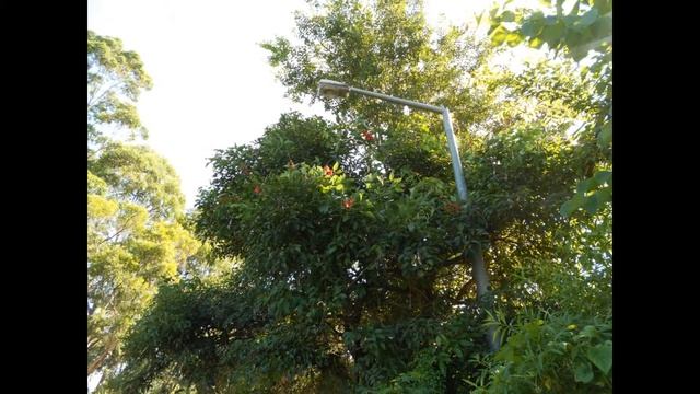 Plant ID: Cock's Comb Coral Tree (Erythrina crista-galli) смотреть онлайн