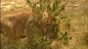 Тайный мир животных  Львы, гепарды, леопарды