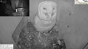 Now that is how you swallow a rodent whole: Barn owl eats vole in the Barn Owl Israel Cam 2