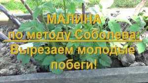 72. МАЛИНА по методу Соболева. Часть 9 - вырезаем молодые побеги!