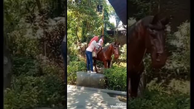 Wisata surapati pasuruan смотреть онлайн