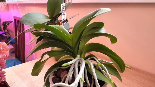 Орхидеи БОГАТЫЕ на цветы и корни. смотреть онлайн