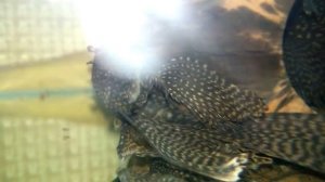 НЕРЕСТ ВУАЛЕВЫХ АНЦИСТРУСОВ!!!