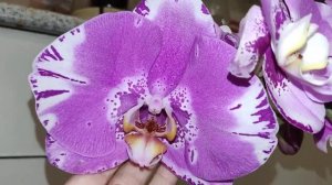 Phalaenopsis Victorio. Фаленопсис с огромными цветками. Магазинное цветение