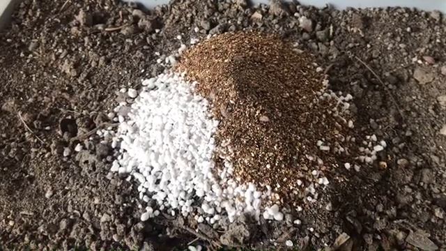 576. Фикус каучуконосный. Пересадка в новый горшок. смотреть онлайн