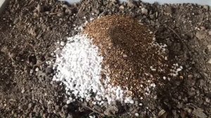 576. Фикус каучуконосный. Пересадка в новый горшок.