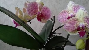 ? Сразу 7 цветоносов на одной ОРХИДЕИ! Орхидея Marshmallow!! #myorchids