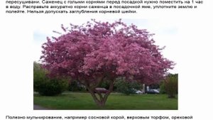 Декоративная яблоня