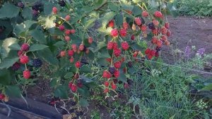 Как потерять почти весь урожай ежевики