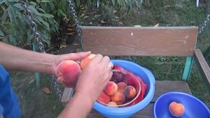 Сбор плодов персика в сентябре,выросшего из косточки!