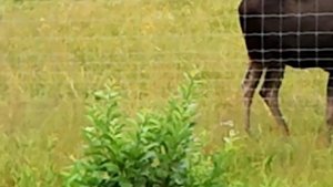 Шведский лось огромный с большими рогами.