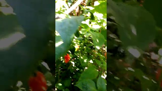 Перец острый Новичок смотреть онлайн