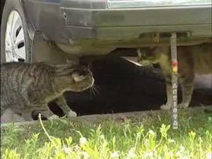 Cats