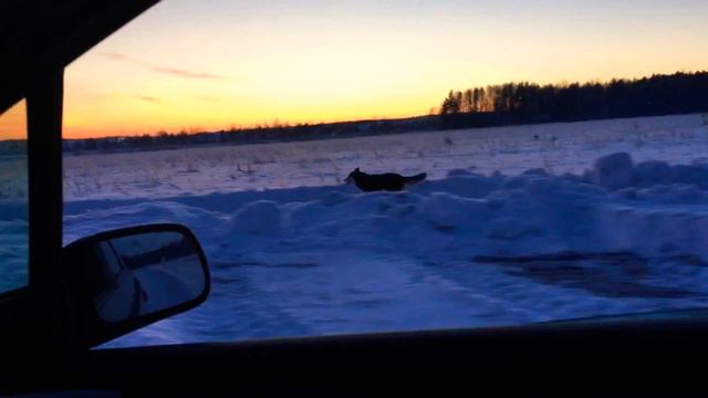 ПРОБЕЖКА ХАСКИ смотреть онлайн