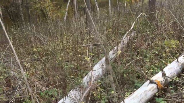 Опята . Урааааа, первый сбор . смотреть онлайн