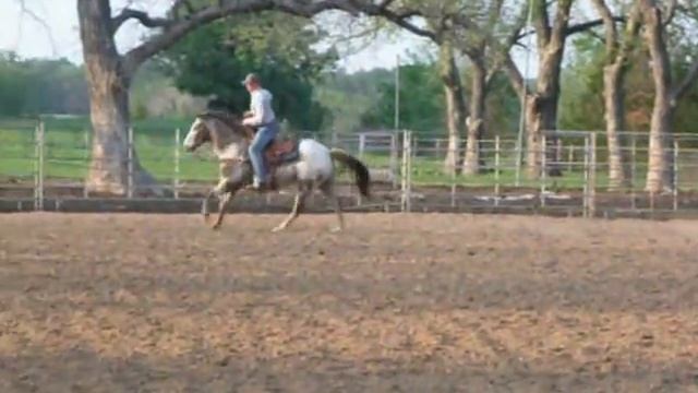 apache appaloosa gelding for sale смотреть онлайн