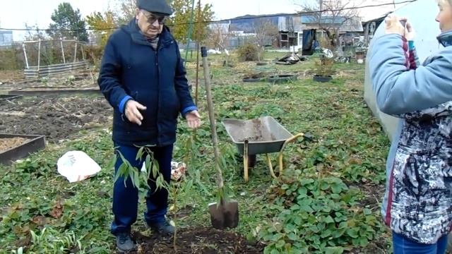 Как сохранить саженцы до весны - вертикальный "прикоп-посадка"