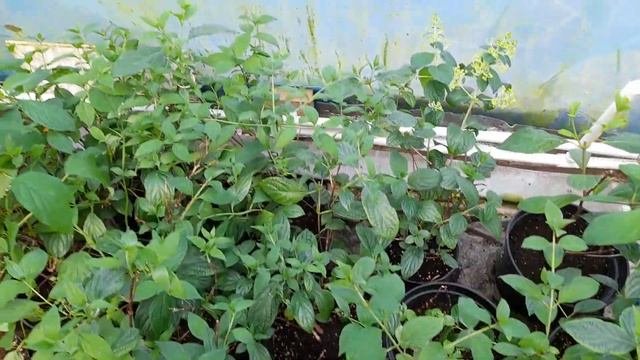 Укоренённые черенки гортензии метельчатой, обзор.